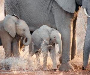 Puzzle Μαμά, ελέγχοντας την μικρή ελέφαντα